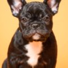 French Bulldog French Bulldog  puppies