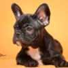 French Bulldog French Bulldog  puppies