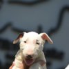 Bull Terrier Standard bull terrier puppies