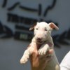 Bull Terrier Standard bull terrier puppies