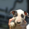 Bull Terrier Standard bull terrier puppies