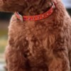 Poodle Miniature Poodle puppies