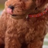 Poodle Miniature Poodle puppies