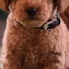 Poodle Miniature Poodle puppies