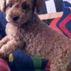 Poodle Miniature Poodle puppies