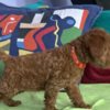 Poodle Miniature Poodle puppies