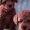 Poodle Miniature Poodle puppies