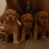 Poodle RED Dwarf Poodle  puppies for sale