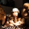 Poodle RED Dwarf Poodle  puppies for sale