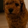 Poodle RED Dwarf Poodle  puppies for sale