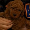Poodle RED Dwarf Poodle  puppies for sale