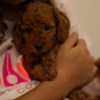Poodle RED Dwarf Poodle  puppies for sale