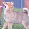 Shiba Inu Shiba Inu puppies