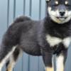Shiba Inu Shiba Inu puppies