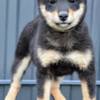 Shiba Inu Shiba Inu puppies