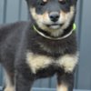 Shiba Inu Shiba Inu puppies