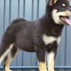Shiba Inu Shiba Inu puppies