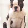 Boston Terrier Boston Terrier  puppies for sale