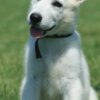 White Shepherd White Swiss Shepherd puppies