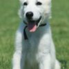 White Shepherd White Swiss Shepherd puppies