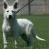 White Shepherd White Swiss Shepherd puppies