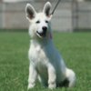 White Shepherd White Swiss Shepherd puppies