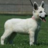 White Shepherd White Swiss Shepherd puppies