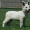 White Shepherd White Swiss Shepherd puppies