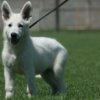 White Shepherd White Swiss Shepherd puppies