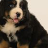 Bernese Mountain Dog Bernese Mountain Dog puppies