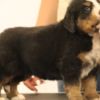 Bernese Mountain Dog Bernese Mountain Dog puppies