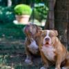 Other American Bully puppies for sale