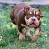 Other American Bully puppies for sale