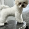 Bichon Frise Bichon Frise female puppy