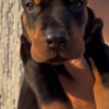 Doberman Pinscher Doberman  puppies for sale