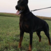 Doberman Pinscher Doberman  puppies for sale