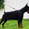 Doberman Pinscher Doberman  puppies for sale