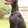 Doberman Pinscher Doberman  puppies for sale