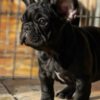 French Bulldog French Bulldog puppies