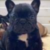French Bulldog French Bulldog puppies