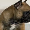French Bulldog French Bulldog puppies