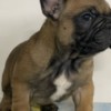 French Bulldog French Bulldog puppies