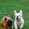 French Bulldog French Bulldog puppies
