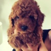 Poodle Red Miniature Poodle puppies