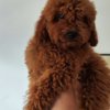 Poodle Red Miniature Poodle puppies
