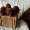 Poodle Red Miniature Poodle puppies