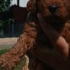 Poodle Toy Poodle  puppies for sale