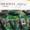 Doberman Pinscher DOBERMAN puppies