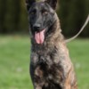 Dutch Shepherd Dog Dutch Shepherd  puppies