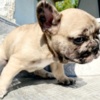 French Bulldog French Bulldog puppy